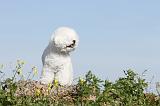 BICHON FRISE 251